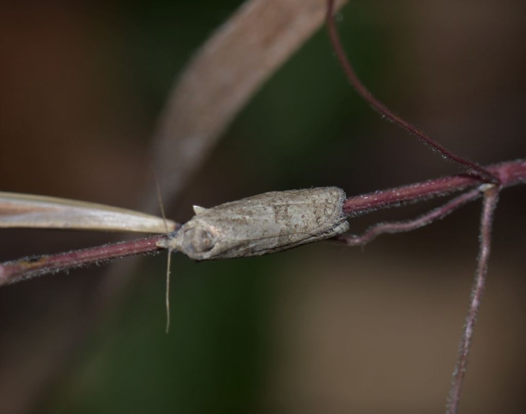 Tortricidae? S, Cnephasia sp.